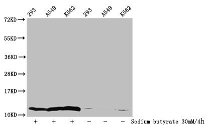 Western Blot  | Detected samples: 293 whole cell lysate, A549 whole cell lysate, K562 whole cell lysate; Untreated (-) or treated (+) with 30mM sodium butyrate for 4h  | All lanes: HIST1H4A antibody at 1:100  | Secondary  | Goat polyclonal to rabbit IgG at 1/50000 dilution  | Predicted band size: 12 kDa  | Observed band size: 12 kDaRabbit anti-Human HIST1H4A Polyclonal Antibody