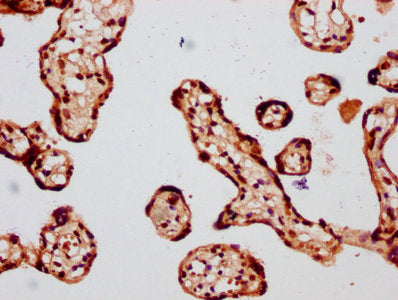 IHC image of HIST1H4A (Ab-8) Antibody diluted at 1:20 and staining in paraffin-embedded human placenta tissue performed on a Leica BondTM system. After dewaxing and hydration, antigen retrieval was mediated by high pressure in a citrate buffer (pH 6.0). Section was blocked with 10% normal goat serum 30min at RT. Then primary antibody (1% BSA) was incubated at 4°C overnight. The primary is detected by a biotinylated secondary antibody and visualized using an HRP conjugated SP system.Rabbit anti-Human HIST1H4A Polyclonal Antibody