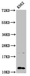Western Blot  | Positive WB detected in: K562 whole cell lysate  | All lanes: HIST1H4A antibody at 0.59µg/ml  | Secondary  | Goat polyclonal to rabbit IgG at 1/50000 dilution  | Predicted band size: 12 kDa  | Observed band size: 12 kDaRabbit anti-Human HIST1H4A Polyclonal Antibody