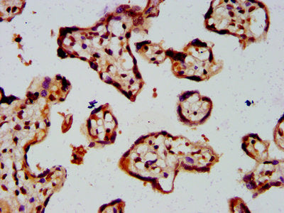 IHC image of HIST1H4A (Ab-8) Antibody diluted at 1:10 and staining in paraffin-embedded human placenta tissue performed on a Leica BondTM system. After dewaxing and hydration, antigen retrieval was mediated by high pressure in a citrate buffer (pH 6.0). Section was blocked with 10% normal goat serum 30min at RT. Then primary antibody (1% BSA) was incubated at 4°C overnight. The primary is detected by a biotinylated secondary antibody and visualized using an HRP conjugated SP system.Rabbit anti-Human HIST1H4A Polyclonal Antibody