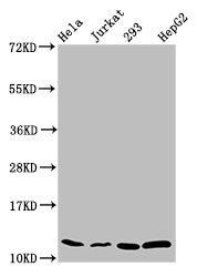 Western Blot  | Positive WB detected in: Hela whole cell lysate, Jurkat whole cell lysate, 293 whole cell lysate, HepG2 whole cell lysate  | All lanes: HIST1H4A antibody at 0.31µg/ml  | Secondary  | Goat polyclonal to rabbit IgG at 1/50000 dilution  | Predicted band size: 12 kDa  | Observed band size: 12 kDaRabbit anti-Human HIST1H4A Polyclonal Antibody