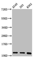 Western Blot  | Positive WB detected in: A549 whole cell lysate, 293 whole cell lysate, K562 whole cell lysate  | All lanes: HIST1H4A antibody at 0.36µg/ml  | Secondary  | Goat polyclonal to rabbit IgG at 1/50000 dilution  | Predicted band size: 12 kDa  | Observed band size: 12 kDaRabbit anti-Human HIST1H4A Polyclonal Antibody
