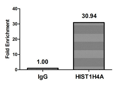 Chromatin Immunoprecipitation Hela (4*106) were treated with Micrococcal Nuclease, sonicated, and immunoprecipitated with 5µg anti-HIST1H4A (HIST1H4A (Ab-8) Antibody) or a control normal rabbit IgG. The resulting ChIP DNA was quantified using real-time PCR with primers against the β-Globin promoter.Rabbit anti-Human HIST1H4A Polyclonal Antibody