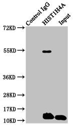 Immunoprecipitating HIST1H4A in Hela whole cell lysate  | Lane 1: Rabbit control IgG instead of Propionyl-HIST1H4A (K8) Antibody in Hela whole cell lysate. For western blotting, a HRP-conjugated Protein G antibody was used as the secondary antibody (1/2000)  | Lane 2: Propionyl-HIST1H4A (K8) Antibody (5μg) + Hela whole cell lysate (500μg)  | Lane 3: Hela whole cell lysate (20μg)Rabbit anti-Human HIST1H4A Polyclonal Antibody