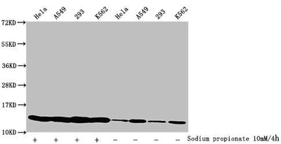 Western Blot  | Detected samples: Hela whole cell lysate, A549 whole cell lysate, 293 whole cell lysate, K562 whole cell lysate; Untreated (-) or treated (+) with 10mM sodium propionate for 4h  | All lanes: HIST1H4A antibody at 1:2000  | Secondary  | Goat polyclonal to rabbit IgG at 1/40000 dilution  | Predicted band size: 12 kDa  | Observed band size: 12 kDaRabbit anti-Human HIST1H4A Polyclonal Antibody