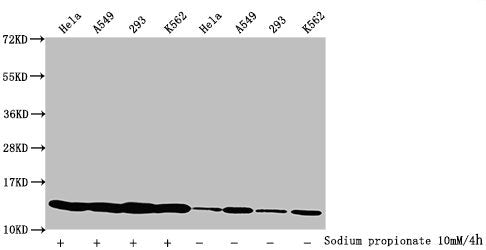Western Blot  | Detected samples: Hela whole cell lysate, A549 whole cell lysate, 293 whole cell lysate, K562 whole cell lysate; Untreated (-) or treated (+) with 10mM sodium propionate for 4h  | All lanes: HIST1H4A antibody at 1:2000  | Secondary  | Goat polyclonal to rabbit IgG at 1/40000 dilution  | Predicted band size: 12 kDa  | Observed band size: 12 kDaRabbit anti-Human HIST1H4A Polyclonal Antibody