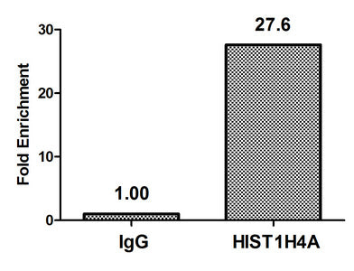 Chromatin Immunoprecipitation Hela (4*106) were treated with Micrococcal Nuclease, sonicated, and immunoprecipitated with 8µg anti-HIST1H4A (Acetyl-HIST1H4A (K12) Antibody) or a control normal rabbit IgG. The resulting ChIP DNA was quantified using real-time PCR with primers against the β-Globin promoter.Rabbit anti-Human HIST1H4A Polyclonal Antibody