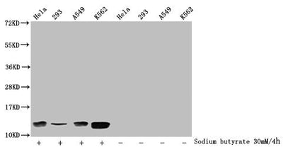 Western Blot  | Detected samples: Hela whole cell lysate, 293 whole cell lysate, A549 whole cell lysate, K562 whole cell lysate; Untreated (-) or treated (+) with 30mM sodium butyrate for 4h  | All lanes: HIST1H4A antibody at 1:2000  | Secondary  | Goat polyclonal to rabbit IgG at 1/40000 dilution  | Predicted band size: 12 kDa  | Observed band size: 12 kDaRabbit anti-Human HIST1H4A Polyclonal Antibody