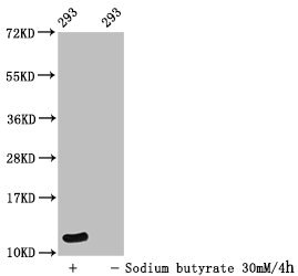 Western Blot  | Detected samples: 293 whole cell lysate; Untreated (-) or treated (+) with 30mM sodium butyrate for 4h  | All lanes: HIST1H4A antibody at 1:100  | Secondary  | Goat polyclonal to rabbit IgG at 1/50000 dilution  | Predicted band size: 12 kDa  | Observed band size: 12 kDaRabbit anti-Human HIST1H4A Polyclonal Antibody