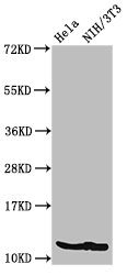 Western Blot  | Positive WB detected in: Hela cell acid extracts, NIH/3T3 cell acid extracts  | All lanes: HIST1H4A antibody at 2µg/ml  | Secondary  | Goat polyclonal to rabbit IgG at 1/50000 dilution  | Predicted band size: 12 kDa  | Observed band size: 12 kDaRabbit anti-Human HIST1H4A Polyclonal Antibody