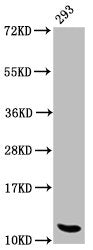 Western Blot  | Positive WB detected in: 293 whole cell lysate  | All lanes: HIST1H4A antibody at 1.1µg/ml  | Secondary  | Goat polyclonal to rabbit IgG at 1/50000 dilution  | Predicted band size: 12 kDa  | Observed band size: 12 kDaRabbit anti-Human HIST1H4A Polyclonal Antibody