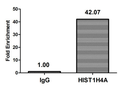 Chromatin Immunoprecipitation Hela (4*106) were treated with Micrococcal Nuclease, sonicated, and immunoprecipitated with 5µg anti-HIST1H4A (HIST1H4A (Ab-12) Antibody) or a control normal rabbit IgG. The resulting ChIP DNA was quantified using real-time PCR with primers against the β-Globin promoter.Rabbit anti-Human HIST1H4A Polyclonal Antibody