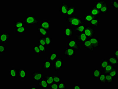 Immunofluorescence staining of Hela cells with HIST1H4A (Ab-12) Antibody at 1:2.5, counter-stained with DAPI. The cells were fixed in 4% formaldehyde, permeabilized using 0.2% Triton X-100 and blocked in 10% normal Goat Serum. The cells were then incubated with the antibody overnight at 4°C. The secondary antibody was Alexa Fluor 488-congugated AffiniPure Goat Anti-Rabbit IgG(H+L).Rabbit anti-Human HIST1H4A Polyclonal Antibody