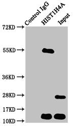 Immunoprecipitating HIST1H4A in HepG2 whole cell lysate  | Lane 1: Rabbit control IgG instead of HIST1H4A (Ab-12) Antibody in HepG2 whole cell lysate. For western blotting, a HRP-conjugated Protein G antibody was used as the secondary antibody (1/2000)  | Lane 2: HIST1H4A (Ab-12) Antibody (5μg) + HepG2 whole cell lysate (500μg)  | Lane 3: HepG2 whole cell lysate (20μg)Rabbit anti-Human HIST1H4A Polyclonal Antibody