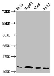 Western Blot  | Positive WB detected in: Hela whole cell lysate, HepG2 whole cell lysate, A549 whole cell lysate, K562 whole cell lysate  | All lanes: HIST1H4A antibody at 2.2μg/ml  | Secondary  | Goat polyclonal to rabbit IgG at 1/50000 dilution  | Predicted band size: 12 kDa  | Observed band size: 12 kDaRabbit anti-Human HIST1H4A Polyclonal Antibody