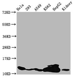 Western Blot  | Positive WB detected in: Hela whole cell lysate, 293 whole cell lysate, A549 whole cell lysate, K562 whole cell lysate, HepG2 whole cell lysate, Mouse kidney tissue  | All lanes: HIST1H4A antibody at 3.2µg/ml  | Secondary  | Goat polyclonal to rabbit IgG at 1/50000 dilution  | Predicted band size: 12 kDa  | Observed band size: 12 kDaRabbit anti-Human HIST1H4A Polyclonal Antibody