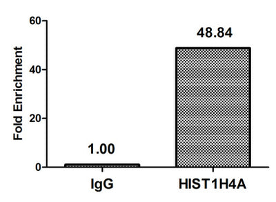 Chromatin Immunoprecipitation Hela (4*106) were treated with Micrococcal Nuclease, sonicated, and immunoprecipitated with 5µg anti-HIST1H4A (HIST1H4A (Ab-12) Antibody) or a control normal rabbit IgG. The resulting ChIP DNA was quantified using real-time PCR with primers against the β-Globin promoter.Rabbit anti-Human HIST1H4A Polyclonal Antibody