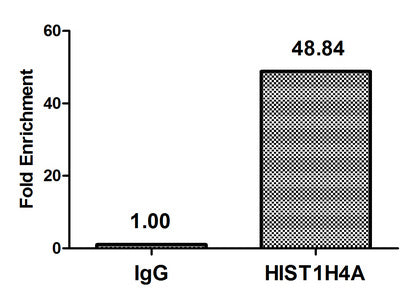 Chromatin Immunoprecipitation Hela (4*106) were treated with Micrococcal Nuclease, sonicated, and immunoprecipitated with 5µg anti-HIST1H4A (HIST1H4A (Ab-12) Antibody) or a control normal rabbit IgG. The resulting ChIP DNA was quantified using real-time PCR with primers against the β-Globin promoter.Rabbit anti-Human HIST1H4A Polyclonal Antibody