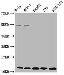 Western Blot  | Positive WB detected in: Hela whole cell lysate, MCF-7 whole cell lysate, HepG2 whole cell lysate, 293 whole cell lysate, NIH/3T3 whole cell lysate  | All lanes: HIST1H4A antibody at 0.33µg/ml  | Secondary  | Goat polyclonal to rabbit IgG at 1/50000 dilution  | Predicted band size: 12 kDa  | Observed band size: 12 kDaRabbit anti-Human HIST1H4A Polyclonal Antibody