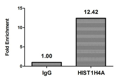 Chromatin Immunoprecipitation Hela (4*106, treated with 30mM sodium butyrate for 4h) were treated with Micrococcal Nuclease, sonicated, and immunoprecipitated with 5µg anti-HIST1H4A (Butyrly-HIST1H4A (K16) Antibody) or a control normal rabbit IgG. The resulting ChIP DNA was quantified using real-time PCR with primers against the β-Globin promoter.Rabbit anti-Human HIST1H4A Polyclonal Antibody