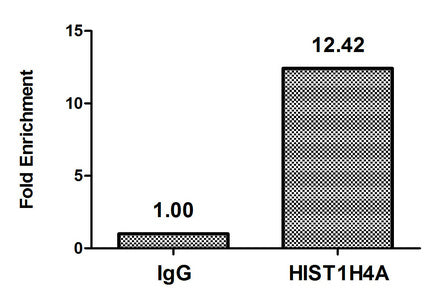 Chromatin Immunoprecipitation Hela (4*106, treated with 30mM sodium butyrate for 4h) were treated with Micrococcal Nuclease, sonicated, and immunoprecipitated with 5µg anti-HIST1H4A (Butyrly-HIST1H4A (K16) Antibody) or a control normal rabbit IgG. The resulting ChIP DNA was quantified using real-time PCR with primers against the β-Globin promoter.Rabbit anti-Human HIST1H4A Polyclonal Antibody