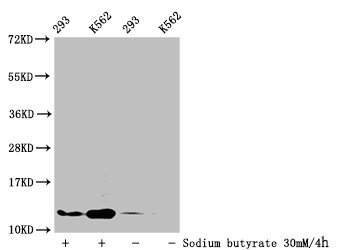 Western Blot  | Detected samples: 293 whole cell lysate, K562 whole cell lysate; Untreated (-) or treated (+) with 30mM sodium butyrate for 4h  | All lanes: HIST1H4A antibody at 1:100  | Secondary  | Goat polyclonal to rabbit IgG at 1/50000 dilution  | Predicted band size: 12 kDa  | Observed band size: 12 kDaRabbit anti-Human HIST1H4A Polyclonal Antibody