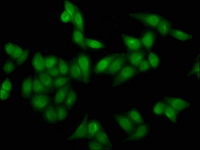 Immunofluorescence staining of Hela cells (treated with 30mM sodium crotonylate for 4h) with Crotonyl-HIST1H4A (K16) Antibody at 1:5, counter-stained with DAPI. The cells were fixed in 4% formaldehyde, permeabilized using 0.2% Triton X-100 and blocked in 10% normal Goat Serum. The cells were then incubated with the antibody overnight at 4°C. The secondary antibody was Alexa Fluor 488-congugated AffiniPure Goat Anti-Rabbit IgG(H+L).Rabbit anti-Human HIST1H4A Polyclonal Antibody