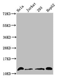 Western Blot  | Positive WB detected in: Hela whole cell lysate, Jurkat whole cell lysate, 293 whole cell lysate, HepG2 whole cell lysate (treated by 30mM sodium crotonylate for 4h)  | All lanes: HIST1H4A antibody at 1.5µg/ml  | Secondary  | Goat polyclonal to rabbit IgG at 1/50000 dilution  | Predicted band size: 12 kDa  | Observed band size: 12 kDaRabbit anti-Human HIST1H4A Polyclonal Antibody