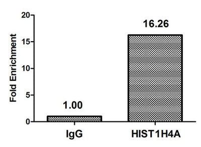 Chromatin Immunoprecipitation Hela (4*106, treated with 30mM sodium butyrate for 4h) were treated with Benzanase, sonicated, and immunoprecipitated with 5µg anti-HIST1H4A (2-hydroxyisobutyryl-HIST1H4A (K16) Antibody) or a control normal rabbit IgG. The resulting ChIP DNA was quantified using real-time PCR with primers against the β-Globin promoter.Rabbit anti-Human HIST1H4A Polyclonal Antibody
