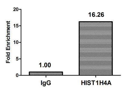 Chromatin Immunoprecipitation Hela (4*106, treated with 30mM sodium butyrate for 4h) were treated with Benzanase, sonicated, and immunoprecipitated with 5µg anti-HIST1H4A (2-hydroxyisobutyryl-HIST1H4A (K16) Antibody) or a control normal rabbit IgG. The resulting ChIP DNA was quantified using real-time PCR with primers against the β-Globin promoter.Rabbit anti-Human HIST1H4A Polyclonal Antibody