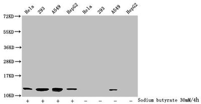 Western Blot  | Detected samples: Hela whole cell lysate, 293 whole cell lysate, A549 whole cell lysate, HepG2 whole cell lysate; Untreated (-) or treated (+) with 30mM sodium butyrate for 4h  | All lanes: HIST1H4A antibody at 1:2000  | Secondary  | Goat polyclonal to rabbit IgG at 1/40000 dilution  | Predicted band size: 12 kDa  | Observed band size: 12 kDaRabbit anti-Human HIST1H4A Polyclonal Antibody