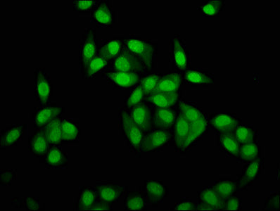 Immunofluorescence staining of Hela cells with HIST1H4A (Ab-20) Antibody at 1:5, counter-stained with DAPI. The cells were fixed in 4% formaldehyde, permeabilized using 0.2% Triton X-100 and blocked in 10% normal Goat Serum. The cells were then incubated with the antibody overnight at 4°C. The secondary antibody was Alexa Fluor 488-congugated AffiniPure Goat Anti-Rabbit IgG(H+L).Rabbit anti-Human HIST1H4A Polyclonal Antibody