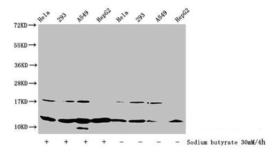 Western Blot  | Detected samples: Hela whole cell lysate, 293 whole cell lysate, A549 whole cell lysate, HepG2 whole cell lysate; Untreated (-) or treated (+) with 30mM sodium butyrate for 4h  | All lanes: HIST1H4A antibody at 1:100  | Secondary  | Goat polyclonal to rabbit IgG at 1/50000 dilution  | Predicted band size: 12 kDa  | Observed band size: 12 kDaRabbit anti-Human HIST1H4A Polyclonal Antibody