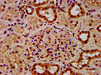 IHC image of HIST1H4A (Ab-31) Antibody diluted at 1:30 and staining in paraffin-embedded human kidney tissue performed on a Leica BondTM system. After dewaxing and hydration, antigen retrieval was mediated by high pressure in a citrate buffer (pH 6.0). Section was blocked with 10% normal goat serum 30min at RT. Then primary antibody (1% BSA) was incubated at 4°C overnight. The primary is detected by a biotinylated secondary antibody and visualized using an HRP conjugated SP system.Rabbit anti-Human HIST1H4A Polyclonal Antibody