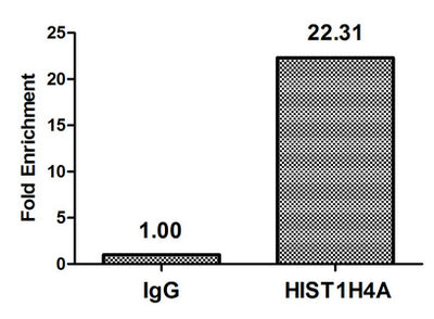 Chromatin Immunoprecipitation Hela (4*106) were treated with Micrococcal Nuclease, sonicated, and immunoprecipitated with 5µg anti-HIST1H4A (HIST1H4A (Ab-31) Antibody) or a control normal rabbit IgG. The resulting ChIP DNA was quantified using real-time PCR with primers against the β-Globin promoter.Rabbit anti-Human HIST1H4A Polyclonal Antibody