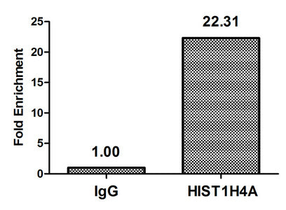 Chromatin Immunoprecipitation Hela (4*106) were treated with Micrococcal Nuclease, sonicated, and immunoprecipitated with 5µg anti-HIST1H4A (HIST1H4A (Ab-31) Antibody) or a control normal rabbit IgG. The resulting ChIP DNA was quantified using real-time PCR with primers against the β-Globin promoter.Rabbit anti-Human HIST1H4A Polyclonal Antibody