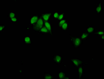 Immunofluorescence staining of Hela cells with HIST1H4A (Ab-35) Antibody at 1:12.5, counter-stained with DAPI. The cells were fixed in 4% formaldehyde, permeabilized using 0.2% Triton X-100 and blocked in 10% normal Goat Serum. The cells were then incubated with the antibody overnight at 4°C. The secondary antibody was Alexa Fluor 488-congugated AffiniPure Goat Anti-Rabbit IgG(H+L).Rabbit anti-Human HIST1H4A Polyclonal Antibody