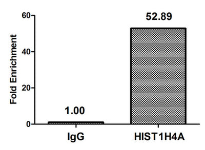 Chromatin Immunoprecipitation Hela (4*106) were treated with Micrococcal Nuclease, sonicated, and immunoprecipitated with 5µg anti-HIST1H4A (HIST1H4A (Ab-59) Antibody) or a control normal rabbit IgG. The resulting ChIP DNA was quantified using real-time PCR with primers against the β-Globin promoter.Rabbit anti-Human HIST1H4A Polyclonal Antibody