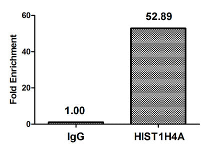 Chromatin Immunoprecipitation Hela (4*106) were treated with Micrococcal Nuclease, sonicated, and immunoprecipitated with 5µg anti-HIST1H4A (HIST1H4A (Ab-59) Antibody) or a control normal rabbit IgG. The resulting ChIP DNA was quantified using real-time PCR with primers against the β-Globin promoter.Rabbit anti-Human HIST1H4A Polyclonal Antibody