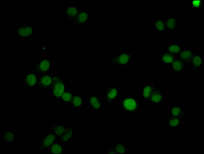 Immunofluorescence staining of Hela cells with HIST1H4A (Ab-59) Antibody at 1:15, counter-stained with DAPI. The cells were fixed in 4% formaldehyde, permeabilized using 0.2% Triton X-100 and blocked in 10% normal Goat Serum. The cells were then incubated with the antibody overnight at 4°C. The secondary antibody was Alexa Fluor 488-congugated AffiniPure Goat Anti-Rabbit IgG(H+L).Rabbit anti-Human HIST1H4A Polyclonal Antibody
