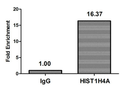 Chromatin Immunoprecipitation Hela (106, treated with 30mM sodium butyrate for 4h) were treated with Micrococcal Nuclease, sonicated, and immunoprecipitated with 5µg anti-HIST1H4A (Formyl-HIST1H4A (K77) Antibody) or a control normal rabbit IgG. The resulting ChIP DNA was quantified using real-time PCR with primers against the β-Globin promoter.Rabbit anti-Human HIST1H4A Polyclonal Antibody