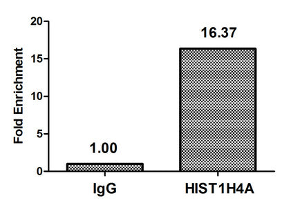 Chromatin Immunoprecipitation Hela (106, treated with 30mM sodium butyrate for 4h) were treated with Micrococcal Nuclease, sonicated, and immunoprecipitated with 5µg anti-HIST1H4A (Formyl-HIST1H4A (K77) Antibody) or a control normal rabbit IgG. The resulting ChIP DNA was quantified using real-time PCR with primers against the β-Globin promoter.Rabbit anti-Human HIST1H4A Polyclonal Antibody