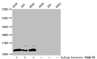 Western Blot  | Detected samples: A549 whole cell lysate, 293 whole cell lysate, K562 whole cell lysate; Untreated (-) or treated (+) with 30mM sodium butyrate for 4h  | All lanes: HIST1H4A antibody at 1:100  | Secondary  | Goat polyclonal to rabbit IgG at 1/50000 dilution  | Predicted band size: 12 kDa  | Observed band size: 12 kDaRabbit anti-Human HIST1H4A Polyclonal Antibody
