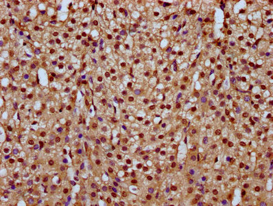 IHC image of HIST1H4A (Ab-77) Antibody diluted at 1:20 and staining in paraffin-embedded human adrenal gland tissue performed on a Leica BondTM system. After dewaxing and hydration, antigen retrieval was mediated by high pressure in a citrate buffer (pH 6.0). Section was blocked with 10% normal goat serum 30min at RT. Then primary antibody (1% BSA) was incubated at 4°C overnight. The primary is detected by a biotinylated secondary antibody and visualized using an HRP conjugated SP system.Rabbit anti-Human HIST1H4A Polyclonal Antibody