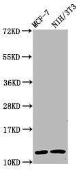 Western Blot  | Positive WB detected in: MCF-7 whole cell lysate, NIH/3T3 whole cell lysate  | All lanes: HIST1H4A antibody at 0.63µg/ml  | Secondary  | Goat polyclonal to rabbit IgG at 1/50000 dilution  | Predicted band size: 12 kDa  | Observed band size: 12 kDaRabbit anti-Human HIST1H4A Polyclonal Antibody