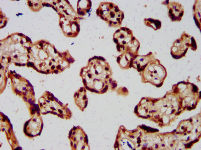 IHC image of the antibody diluted at 1:5 and staining in paraffin-embedded human placenta tissue performed on a Leica BondTM system. After dewaxing and hydration, antigen retrieval was mediated by high pressure in a citrate buffer (pH 6.0). Section was blocked with 10% normal goat serum 30min at RT. Then primary antibody (1% BSA) was incubated at 4°C overnight. The primary is detected by a biotinylated secondary antibody and visualized using an HRP conjugated SP system.Rabbit anti-Human HIST1H4A Polyclonal Antibody