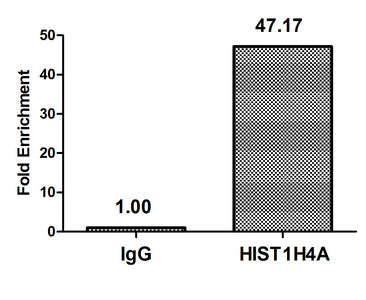 Chromatin Immunoprecipitation Hela (4*106, treated with 30mM sodium butyrate for 4h) were treated with Benzanase, sonicated, and immunoprecipitated with 5µg anti-HIST1H4A (Acetyl-HIST1H4A (K79) Antibody) or a control normal rabbit IgG. The resulting ChIP DNA was quantified using real-time PCR with primers against the β-Globin promoter.Rabbit anti-Human HIST1H4A Polyclonal Antibody
