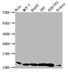 Western Blot  | Positive WB detected in: Hela whole cell lysate, MCF-7 whole cell lysate, HepG2 whole cell lysate, 293 whole cell lysate, NIH/3T3 whole cell lysate, Mouse kidney tissue  | All lanes: HIST1H4A antibody at 0.77µg/ml  | Secondary  | Goat polyclonal to rabbit IgG at 1/50000 dilution  | Predicted band size: 12 kDa  | Observed band size: 12 kDaRabbit anti-Human HIST1H4A Polyclonal Antibody