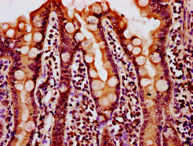 IHC image of HIST1H4A (Ab-91) Antibody diluted at 1:20 and staining in paraffin-embedded human small intestine tissue performed on a Leica BondTM system. After dewaxing and hydration, antigen retrieval was mediated by high pressure in a citrate buffer (pH 6.0). Section was blocked with 10% normal goat serum 30min at RT. Then primary antibody (1% BSA) was incubated at 4°C overnight. The primary is detected by a biotinylated secondary antibody and visualized using an HRP conjugated SP system.Rabbit anti-Human HIST1H4A Polyclonal Antibody