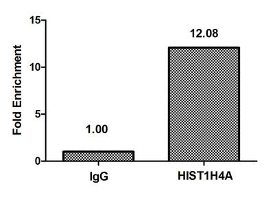 Chromatin Immunoprecipitation Hela (4*106) were treated with Micrococcal Nuclease, sonicated, and immunoprecipitated with 8µg anti-HIST1H4A (HIST1H4A (Ab-3) Antibody) or a control normal rabbit IgG. The resulting ChIP DNA was quantified using real-time PCR with primers against the β-Globin promoter.Rabbit anti-Human HIST1H4A Polyclonal Antibody